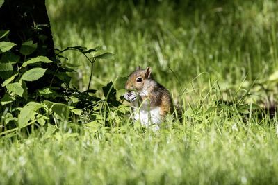 Squirrel on a land