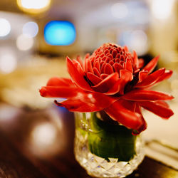 Close-up of red rose in vase