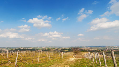 Scenic view of agricultural field against sky