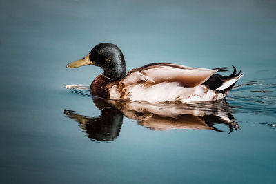 Side view of a duck swimming in lake