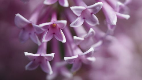 Close-up of purple flowering plant