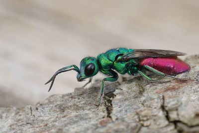 Close-up of insect on rock