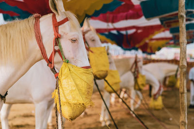 Close-up of a tied to rope