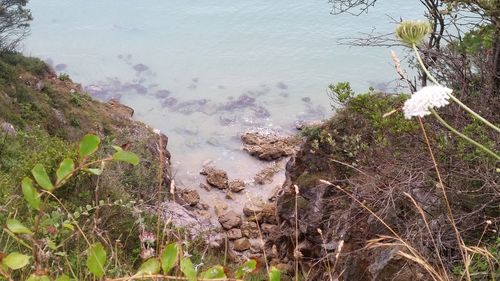 High angle view of trees by sea against sky