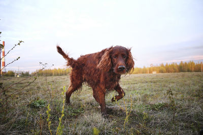 Dog standing on field against sky