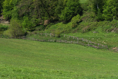 Scenic view of trees growing on field