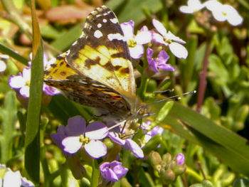 Close-up of butterfly pollinating on purple flower