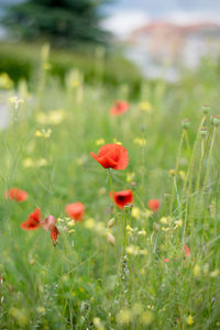 Close-up of poppy flowers blooming in field