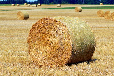 Hay bales on field