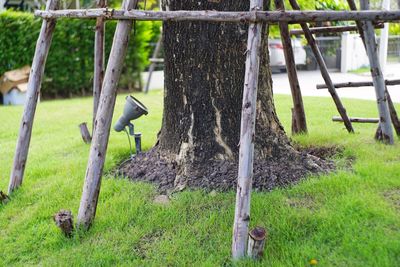Horse on tree trunk