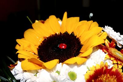 Close-up of yellow flower