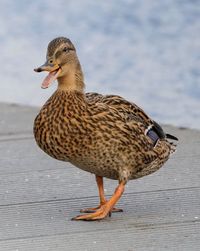 Close-up of a duck