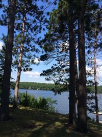 Trees by lake in forest against sky