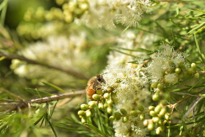 Close-up of insect on flower