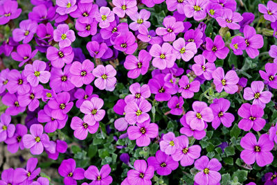 High angle view of purple flowering plants