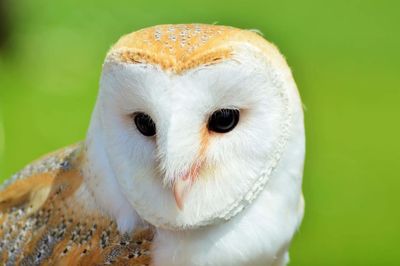 Close-up portrait of owl