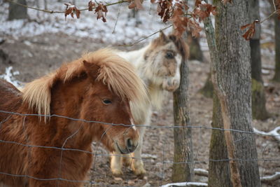 Close-up of horses standing on tree