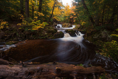 Scenic view of stream flowing in forest