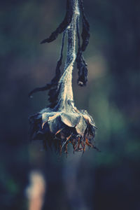 Close-up of dry plant hanging on tree