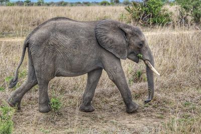 Wild african elephants in mikumi national park in tanzania in africa 