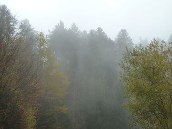 Trees in forest during foggy weather