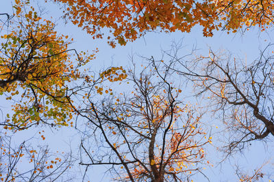 Low angle view of trees against sky during autumn