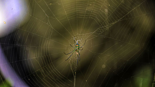 Close-up of spider and web