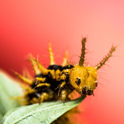 Close-up of insect on flower