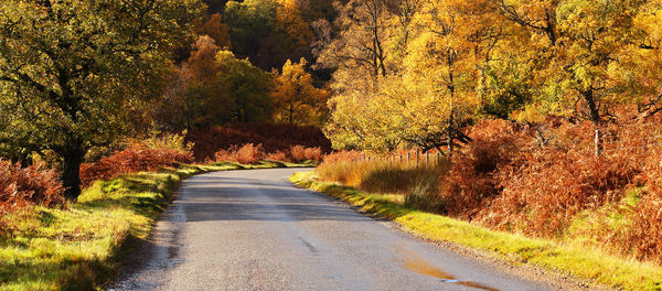 Road passing through forest