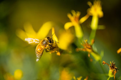 Close-up of bee pollinating on yellow flower