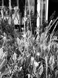 Close-up of plants