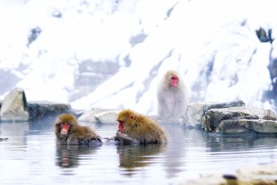 Monkeye soaking in onsen during winter