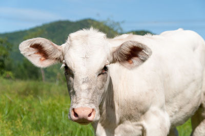 Close-up of white cow looking at camera