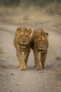 Lioness looking away