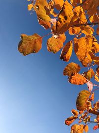 Low angle view of tree against clear sky during autumn