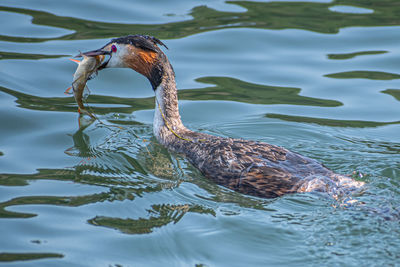 Beautiful great crested grebe, podiceps cristatus, water bird with a fish in the beak, fishing, food