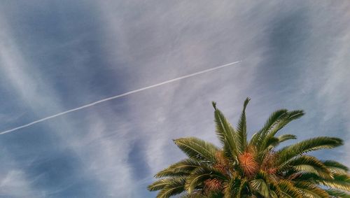 Low angle view of palm trees against cloudy sky