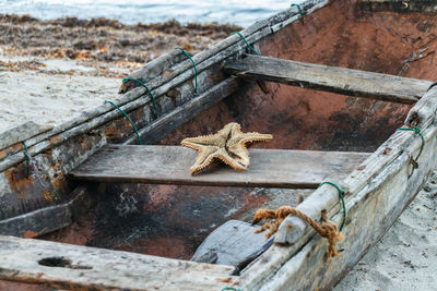 High angle view of dead starfish on boat moored at beach