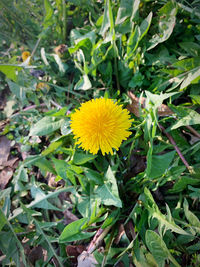 Close-up of yellow flowering plant