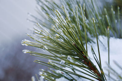 Close-up of icicles on pine tree during winter