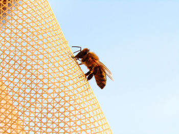 Closeup of bee on color curtain