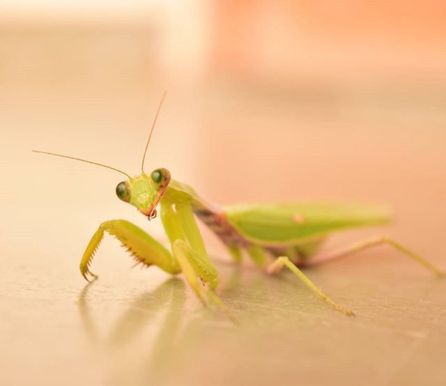 one animal, insect, animal themes, animals in the wild, wildlife, close-up, green color, focus on foreground, selective focus, nature, leaf, plant, grasshopper, stem, beginnings, animal antenna, no people, new life, day, green