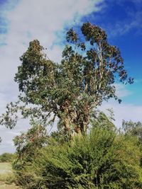 Low angle view of tree against sky