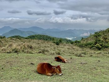 Cows on field by mountains