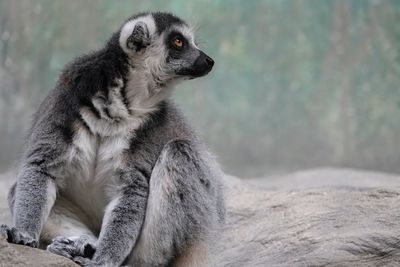 Close-up of an lemur sitting looking away