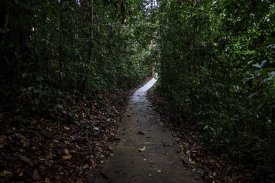 Footpath amidst trees in forest