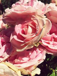 Close-up of pink roses blooming outdoors