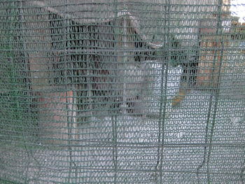 Close-up of metal in cage