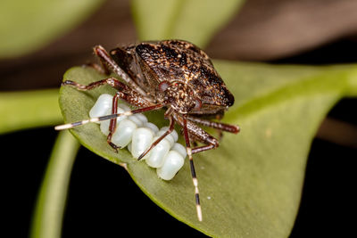 Close-up of insect on flower