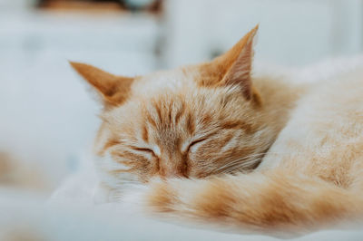 Close-up of a cat sleeping